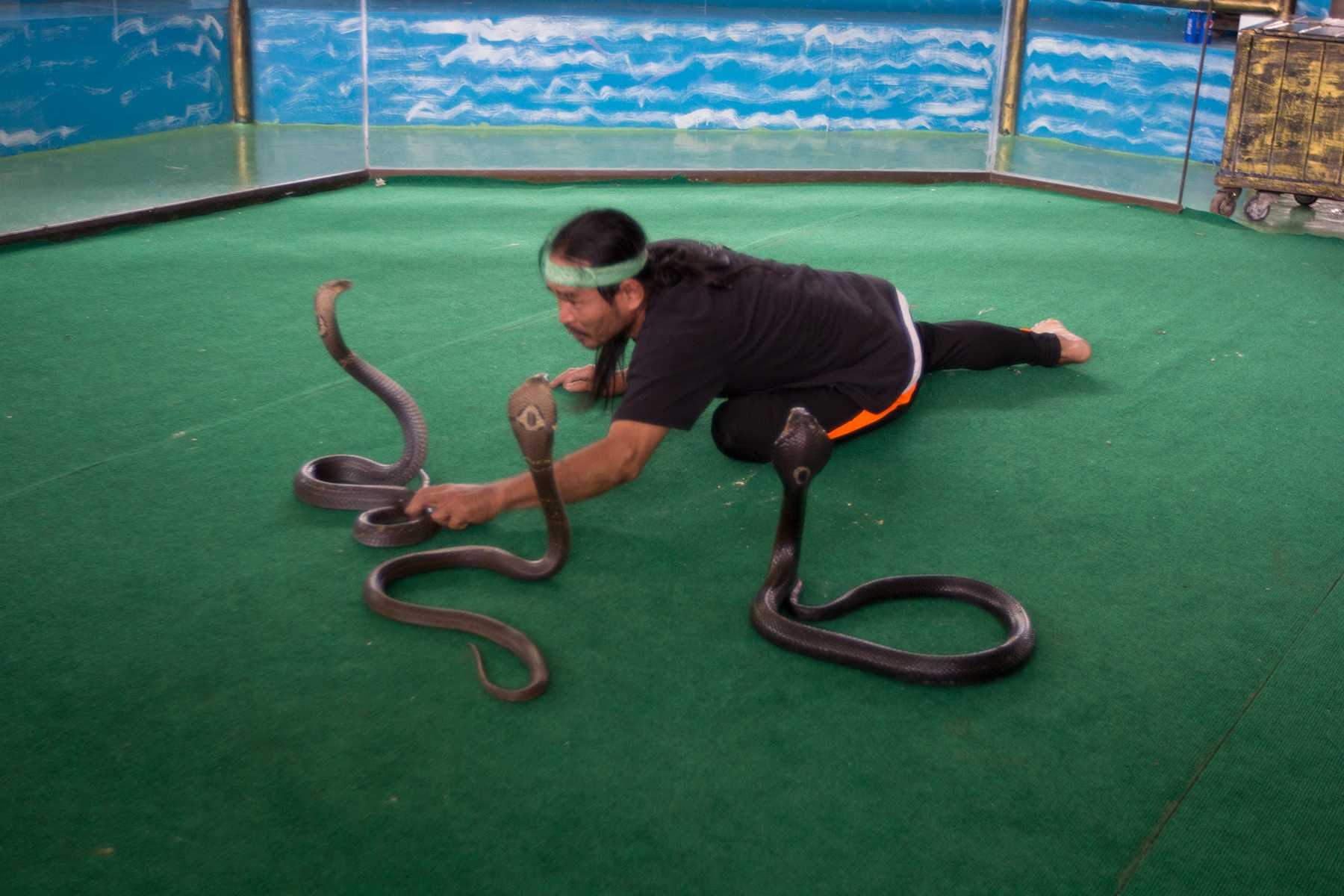 какие змеи в тайланде