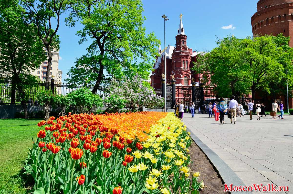 Александровский сад как добраться. Александровский сад Москва. Александровский парк Москва. Александровский сквер Москва. Кремль и Александровский парк.