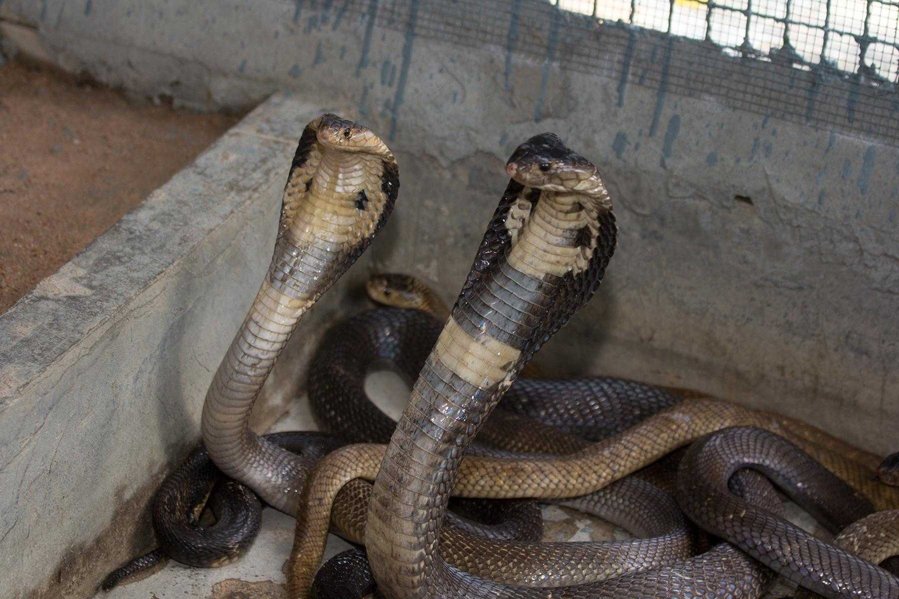 1 змея много змей. Змеиная ферма в Паттайе. Змеиная ферма на Пхукете. Тайская Королевская Кобра. Шоу змей Паттайя.