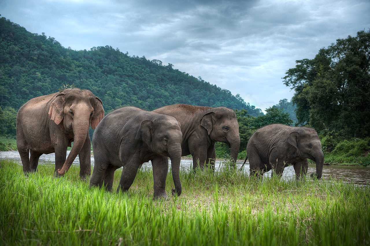 Таиланд животные