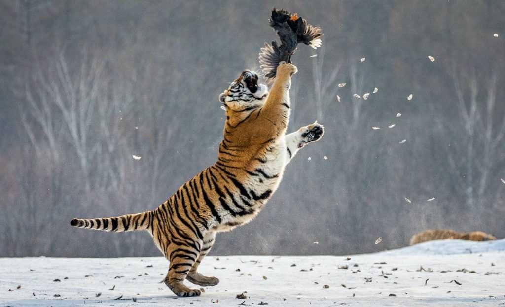 Королевство тигров tiger kingdom и незабываемые знакомства в тигровом зоопарке - control-point