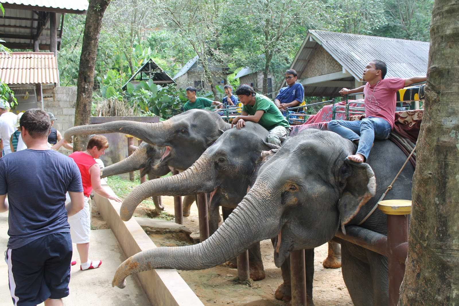 Как покататься на слоне по джунглям в паттайе