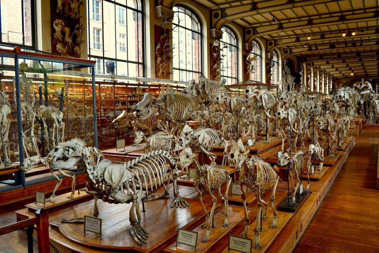 палеонтологический музей в санкт петербурге