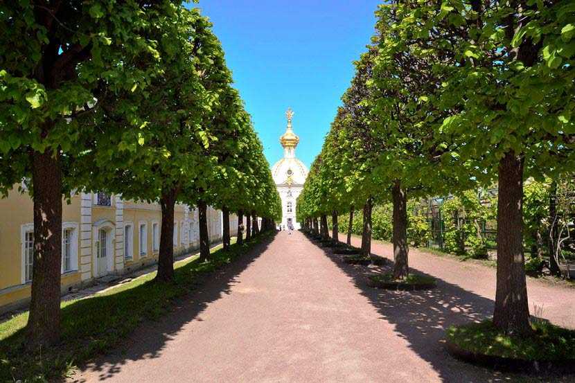 Верхний сад петергоф фото. Верхний сад Петергоф. Петергоф парк верхний парк. Липы в Петергофе. Петергоф аллея.