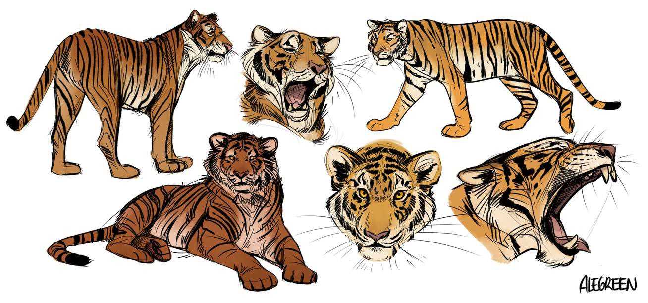 Тигр в разных позах
