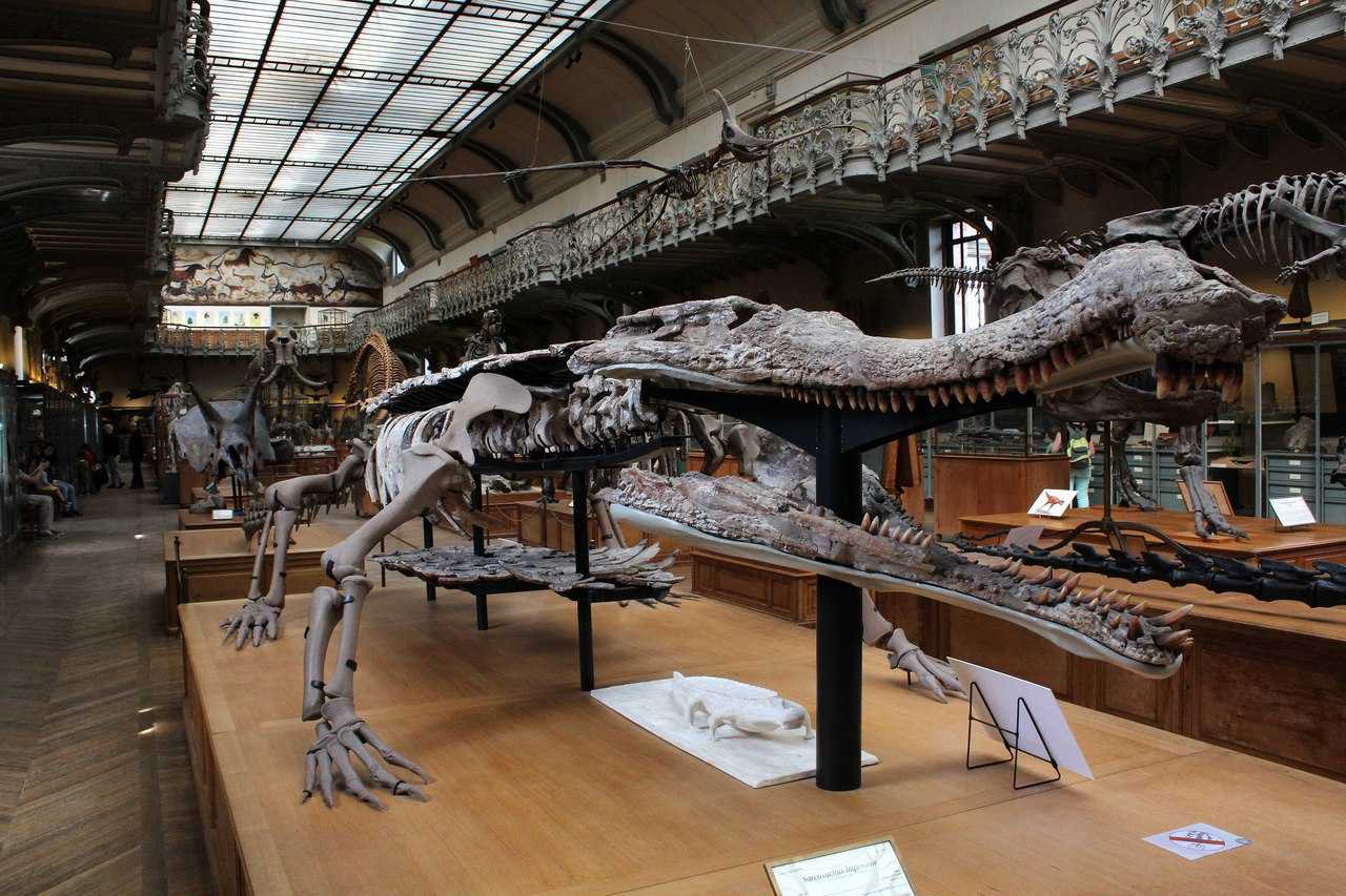 музей палеонтологии в москве