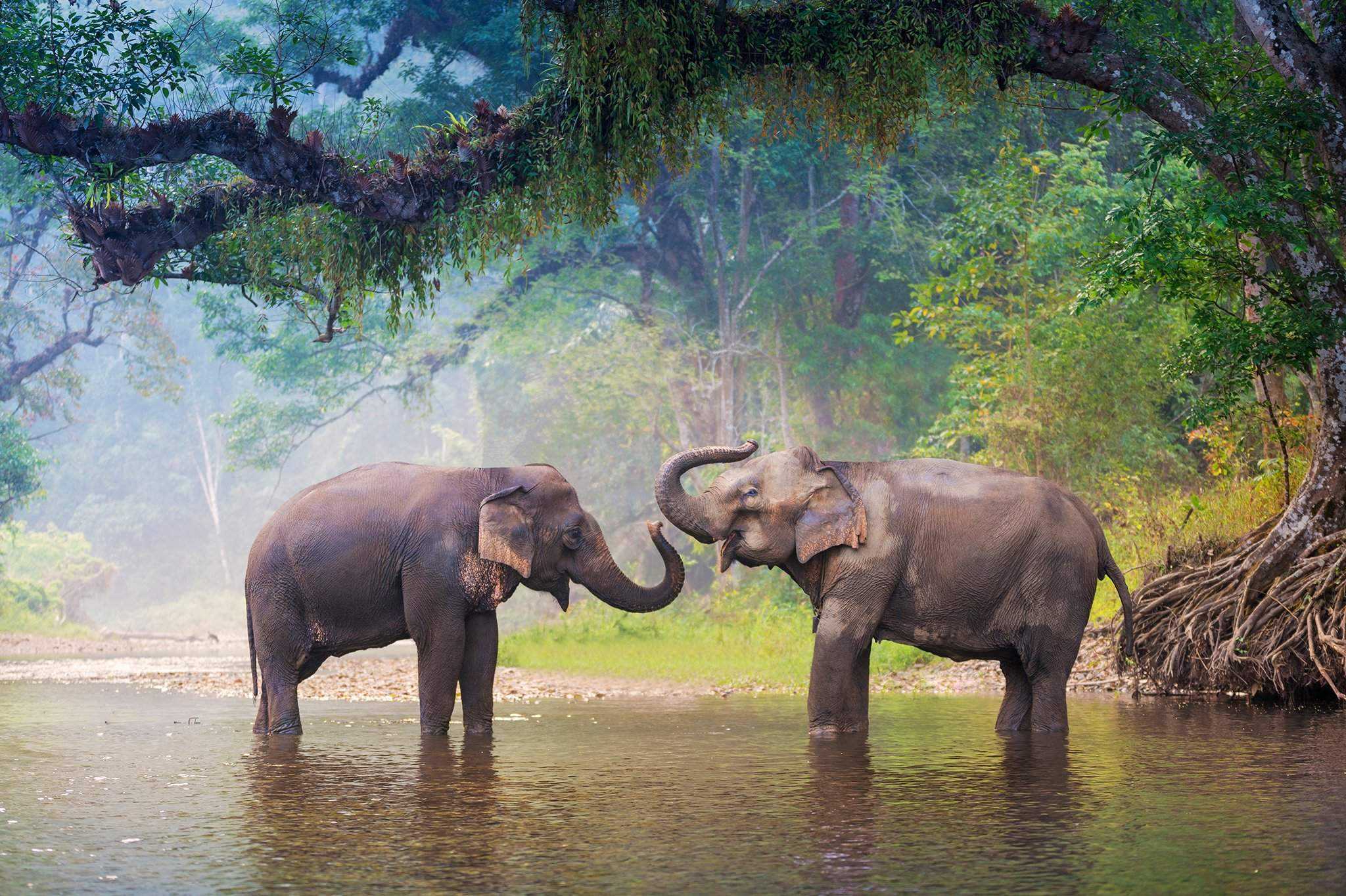 Индийский слон тропического леса