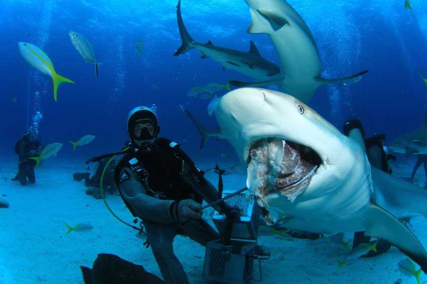 16 фактов про нападение акул на человека, способные вас ошарашить