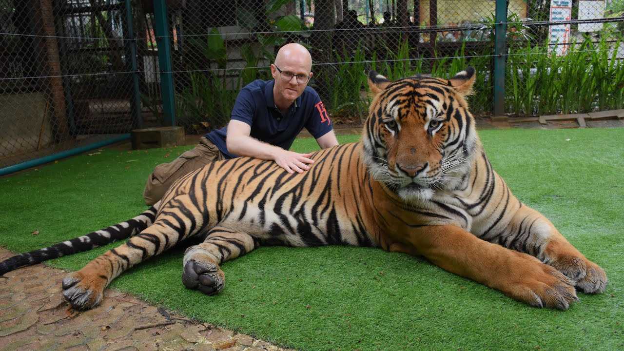 Какой тигр сильнее. Тайгер кингдом Пхукет. Тигр кингдом Пхукет. Лигр Геркулес самый большой кот в мире. Лигр Геркулес самый большой тигр вес.