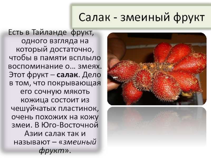 Змеиный фрукт (салак) в домашних условиях - выращивание, полезные свойства и отзывы :: syl.ru