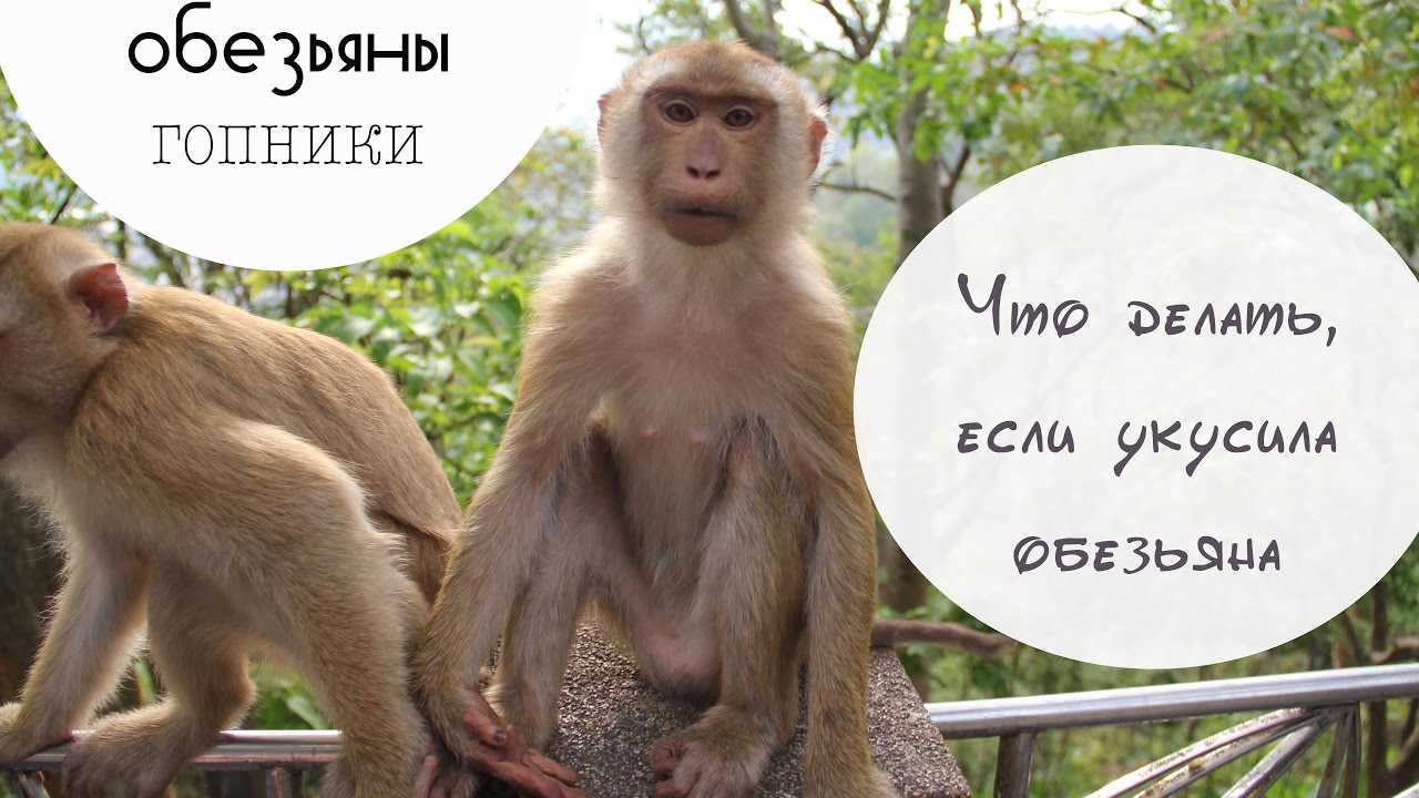 Гора обезьян (monkey hill) — милые и опасные обезьяны на пхукете, тайланд