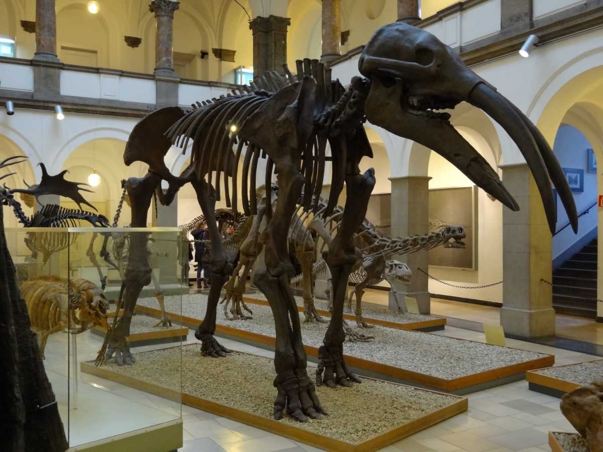музей палеонтологии