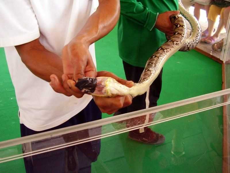 Кровь у змей. Змеиная ферма в Паттайе. Бангкок змеиная ферма (институт Пастера). Змеиная ферма Пхукет продукция. Паттайя дрессировщик змей.
