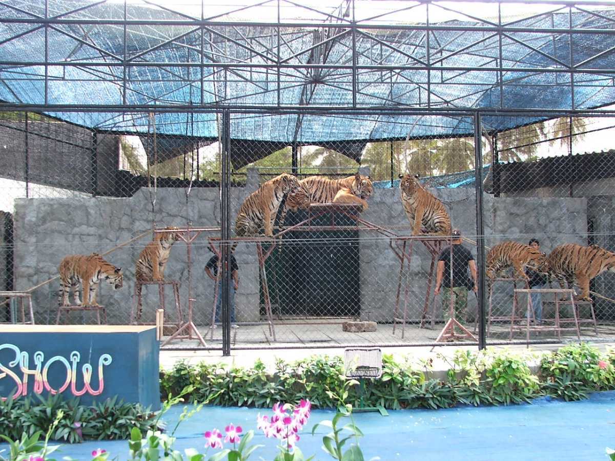 Зоопарк на самуи