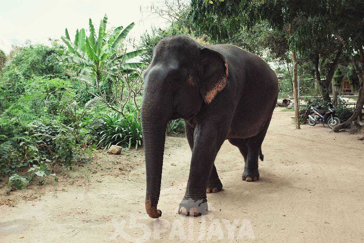 Деревня слонов в паттайя: описание, фото, рекомендации