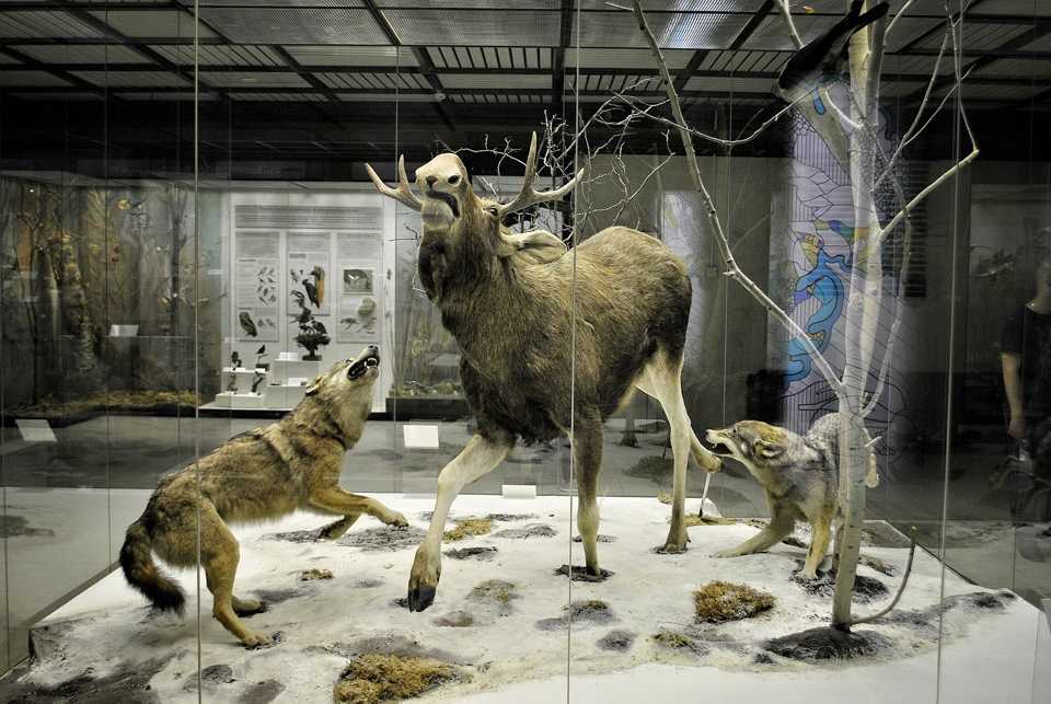 Дарвиновский музей в москве цена