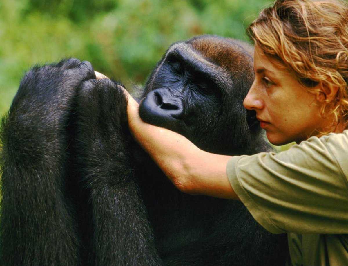 Укус обезьяны. Шимпанзе National Geographic.